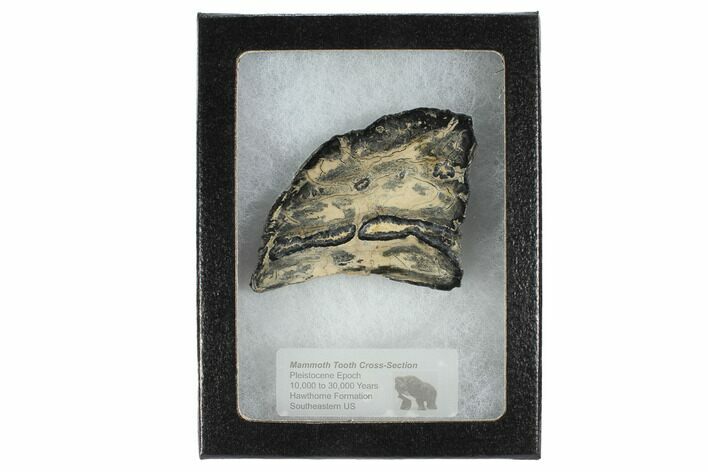 Mammoth Molar Slice With Case - South Carolina #99522